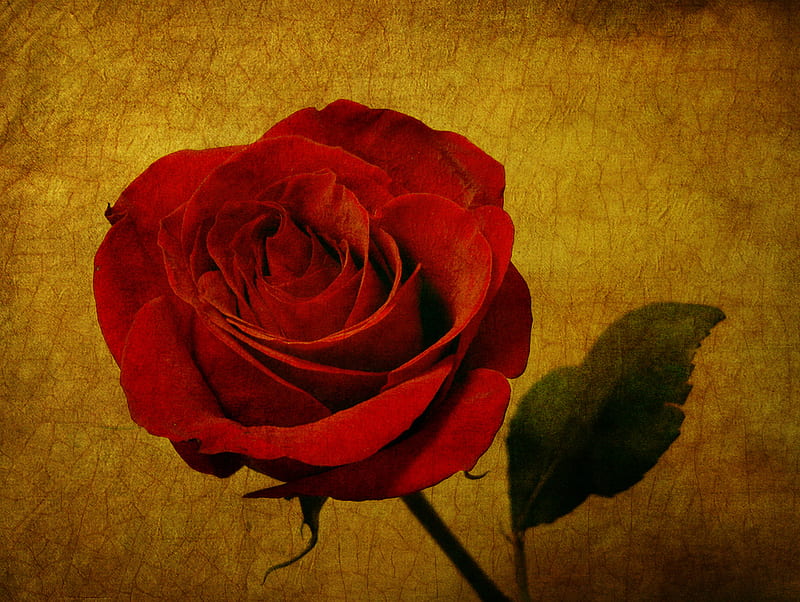 Velvet Rose, red, still life, rose, velvet, texture, HD wallpaper | Peakpx