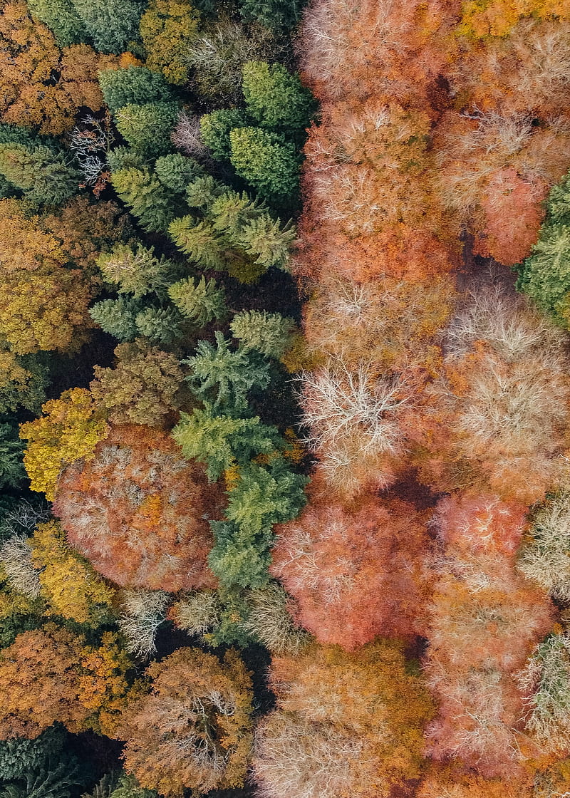 Trees, aerial view, forest, autumn, nature, HD phone wallpaper | Peakpx