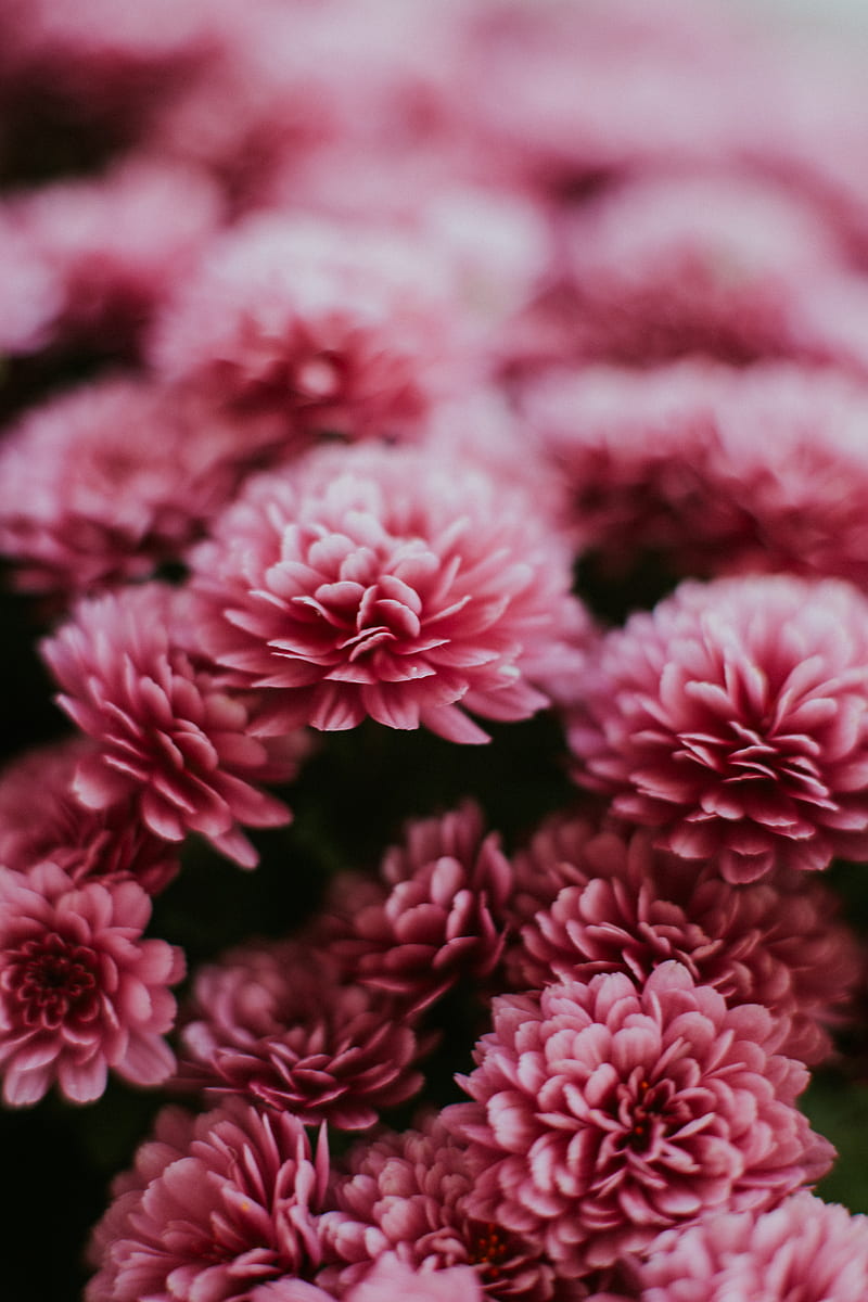 chrysanthemum, flowers, pink, macro, HD phone wallpaper