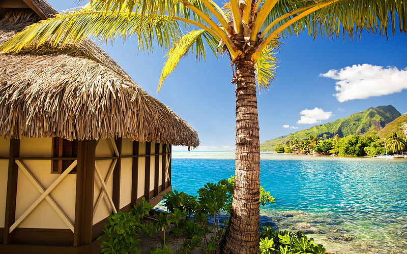 palm trees, sea, sand, tropical paradise, HD wallpaper