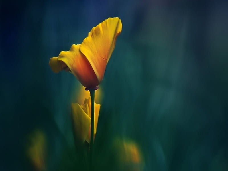 Tulips, Macro, Flowers, Nature, HD wallpaper | Peakpx
