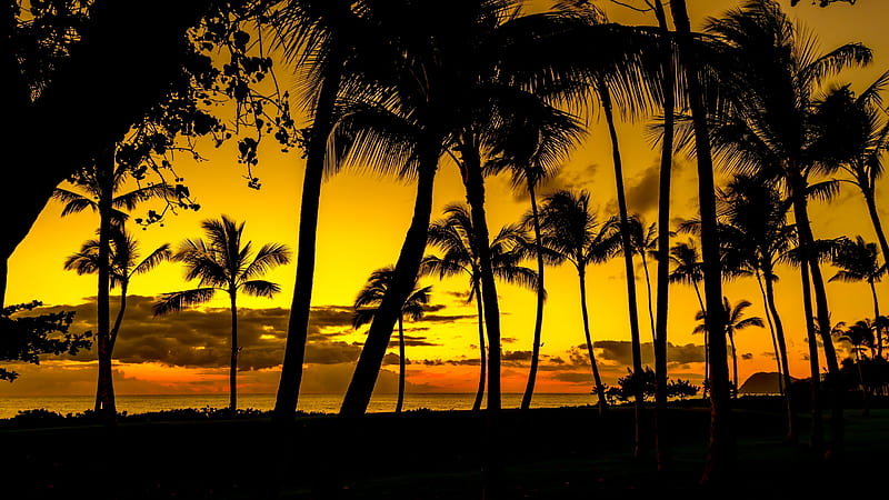 Sunset, vara, orange, floyd manzano, yellow, black, silhouette, palm tree, summer, HD wallpaper