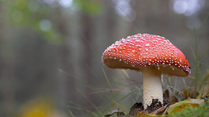 Macro Red Mushroom With Blur Background Nature, HD wallpaper