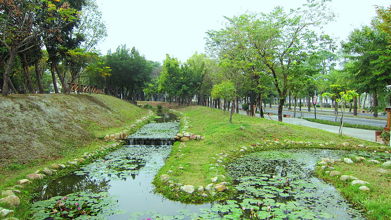 Pond for my wonderful friend Carl, pond, aquatic plants, park, lotus, HD wallpaper