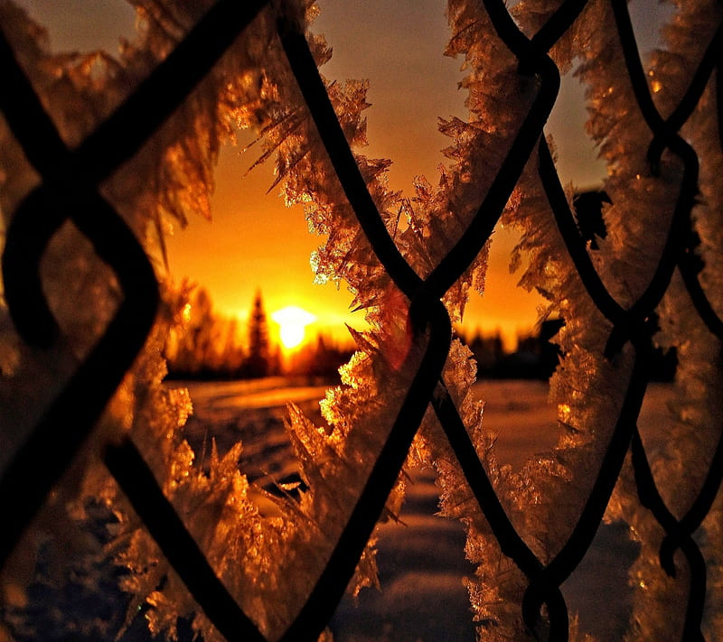 winter sunset, cold, cool, fence, nature, new, season, snow, sun, HD wallpaper