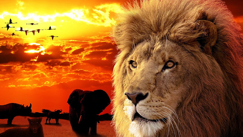 Lion With Side Background Of Elephant Cheetah And Sunset Sky With Birds Lion, HD wallpaper