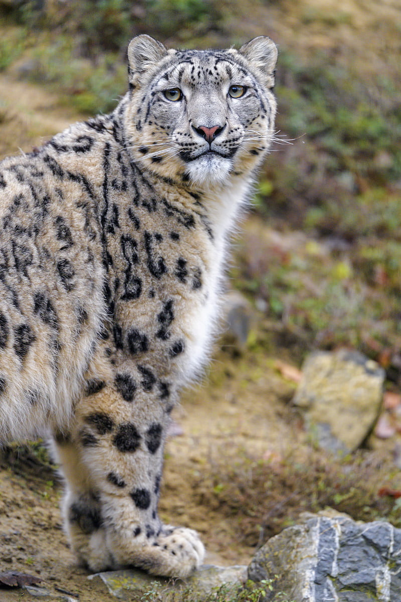 Snow Leopard Animal Predator Wild Glance Hd Mobile Wallpaper Peakpx
