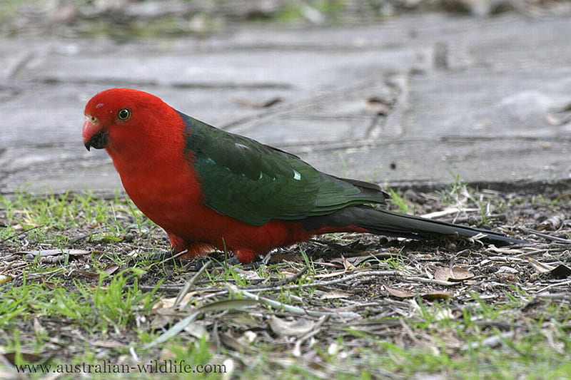 KING PARROT, red, parrot, bird, green, HD wallpaper