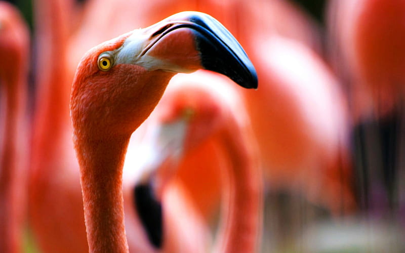 flamingo, close-up, Phoenicopterus, bokeh, pink flamingo, HD wallpaper