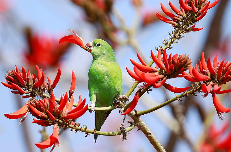 Parrot, red, tree, bird, green, papagal, pasari, flower, HD wallpaper