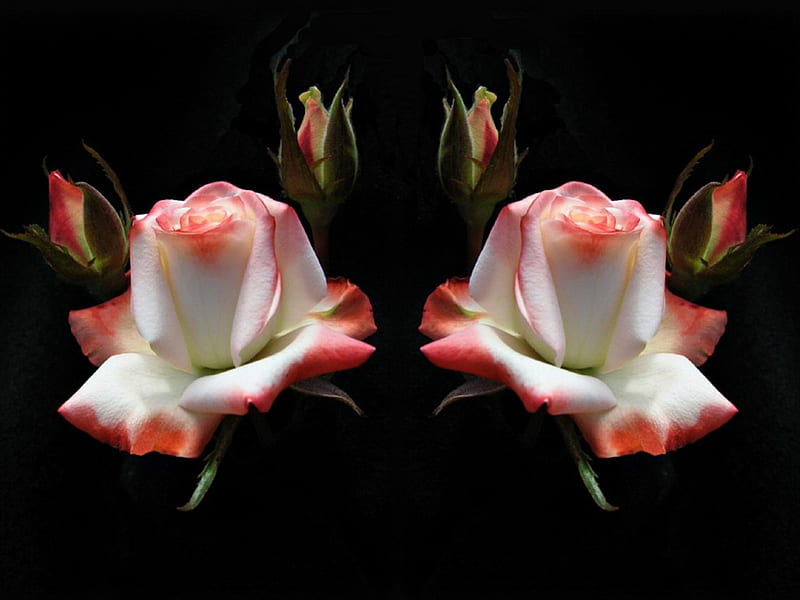 Elgance Love Rose. jpg, rosebuds, romantic, pink, speacil, cream, HD wallpaper