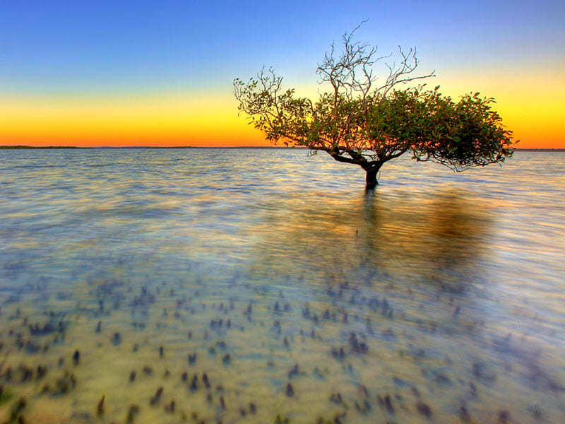 Mangrove, tree, the outback, water, green, australia, yellow, blue, HD wallpaper