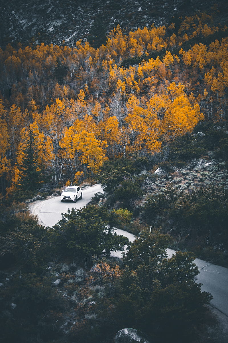 car, forest, road, turn, autumn, HD phone wallpaper