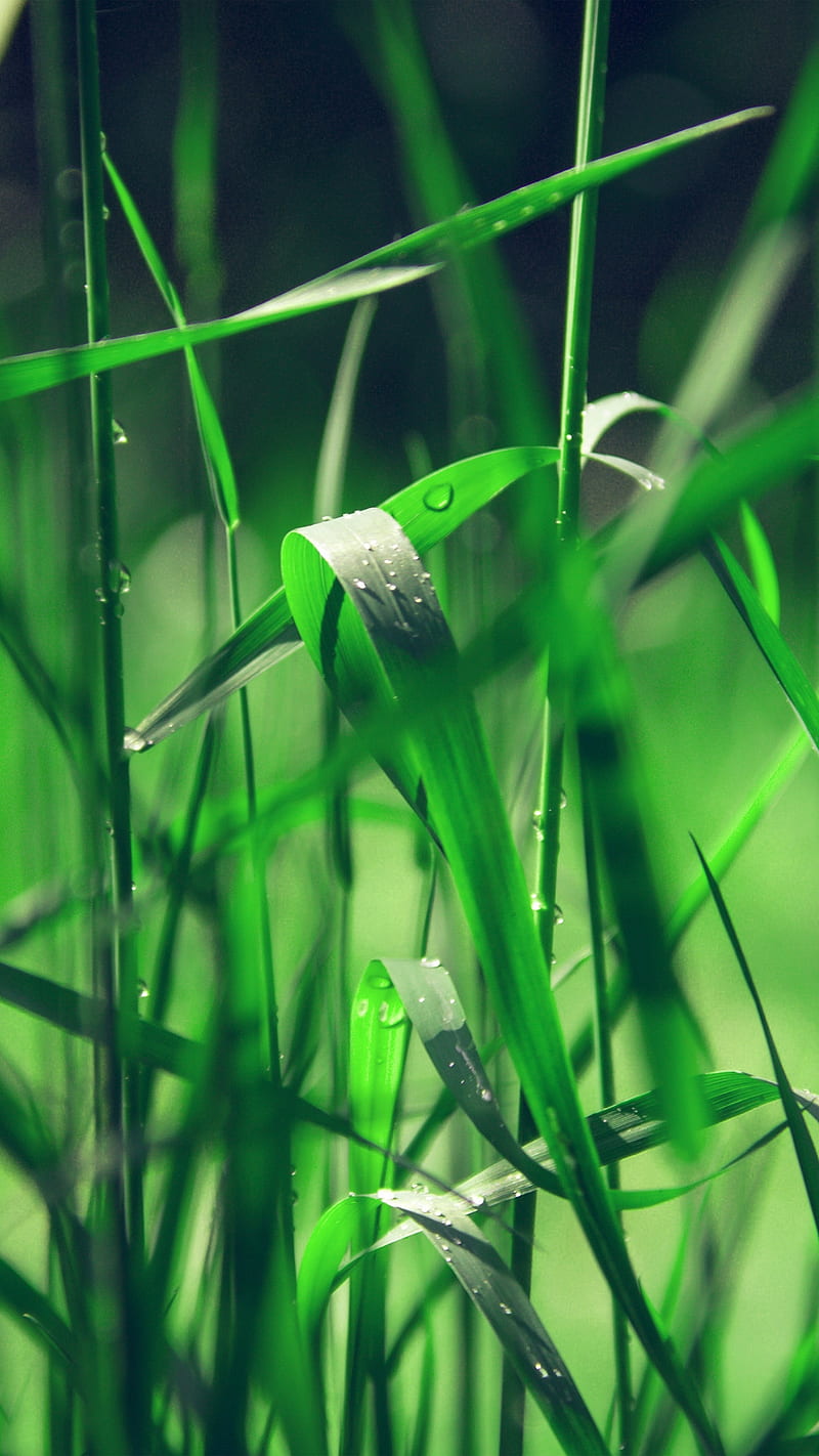 Grass, close-up, dew, green, macro, morning, nature, HD phone wallpaper