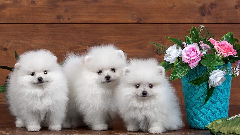 Cute White Puppy Dogs In Wood Wall Background Standing Near Flower Vase Dog, HD wallpaper