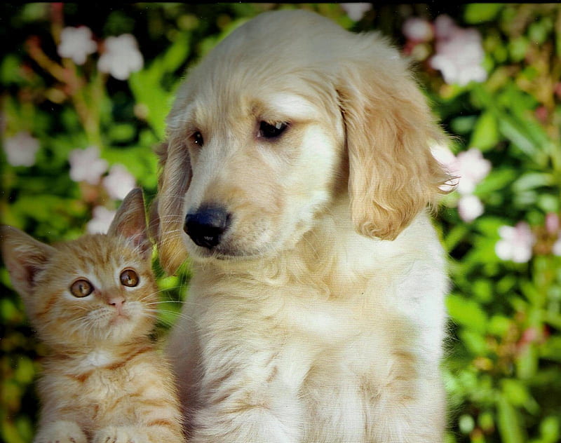 A puppy and kitten, feline, kitten, cannie, puppy, HD wallpaper