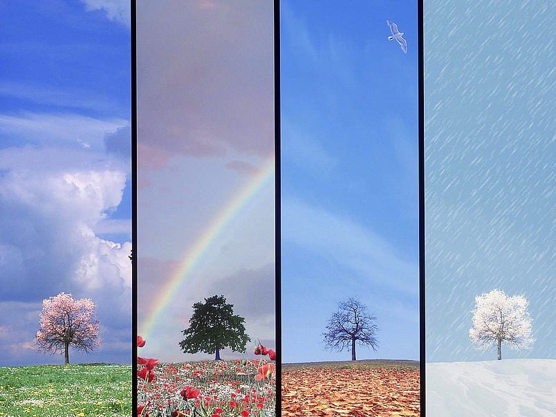 Nature in 4 season, colorful, autumn, 4, bonito, magic, spring, rainbow, winter, tree, splendor, four, summer, color, nature, season, rain, HD wallpaper