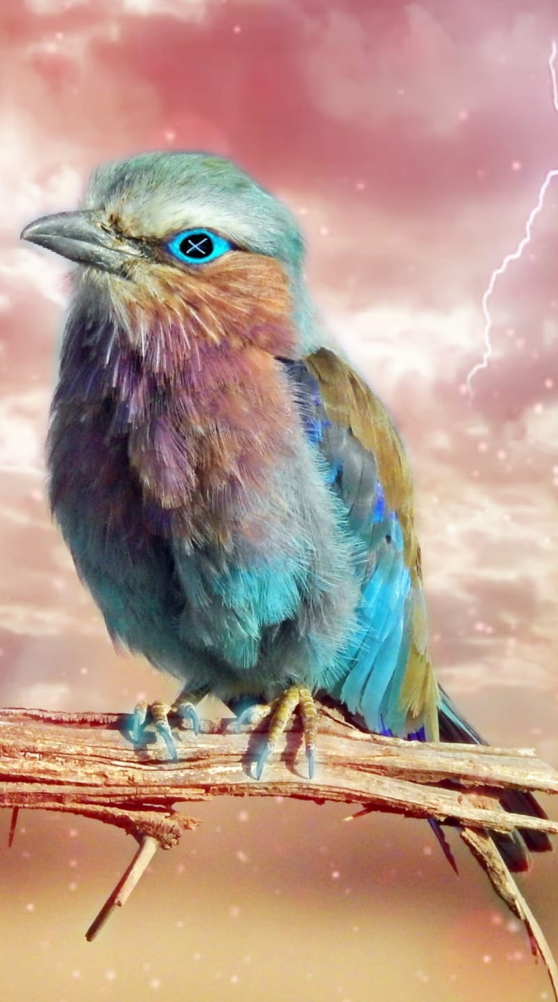 Angry Bird, animals, birds, neon, HD phone wallpaper