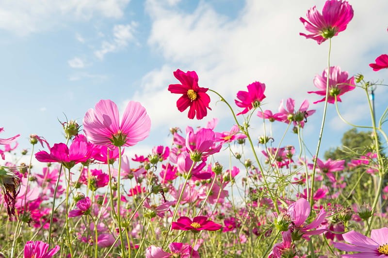 Beautiful Flowers, Colors, Spring, Blooming, Cosmos, HD wallpaper | Peakpx