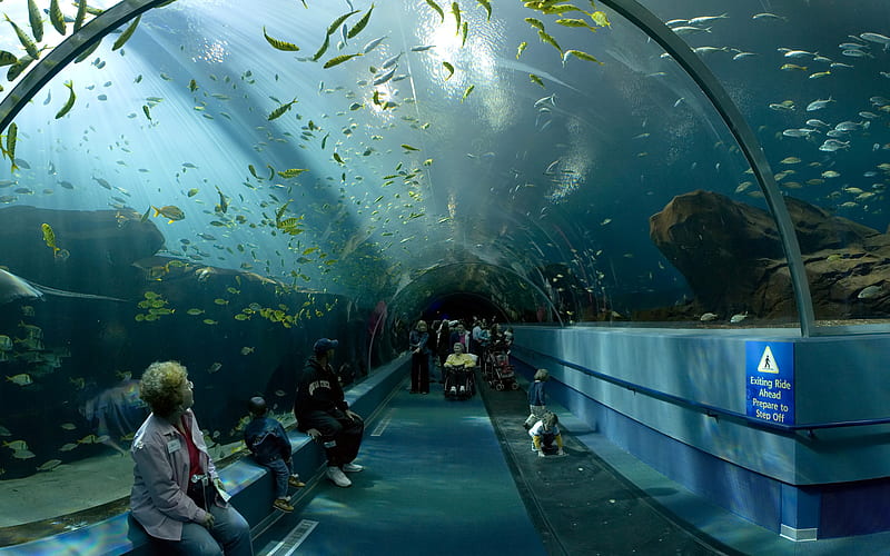 Georgia Aquarium Ocean Voyager Tunnel, dreamy, wonderful, stunning, fish, aquarium, bonito, twilight, woman animal, cold, graphy, nice, people, depths, hot, tunnel, america, light, animals, blue, georgia, amazing, fishes, fun, water, cool, usa, awesome, HD wallpaper