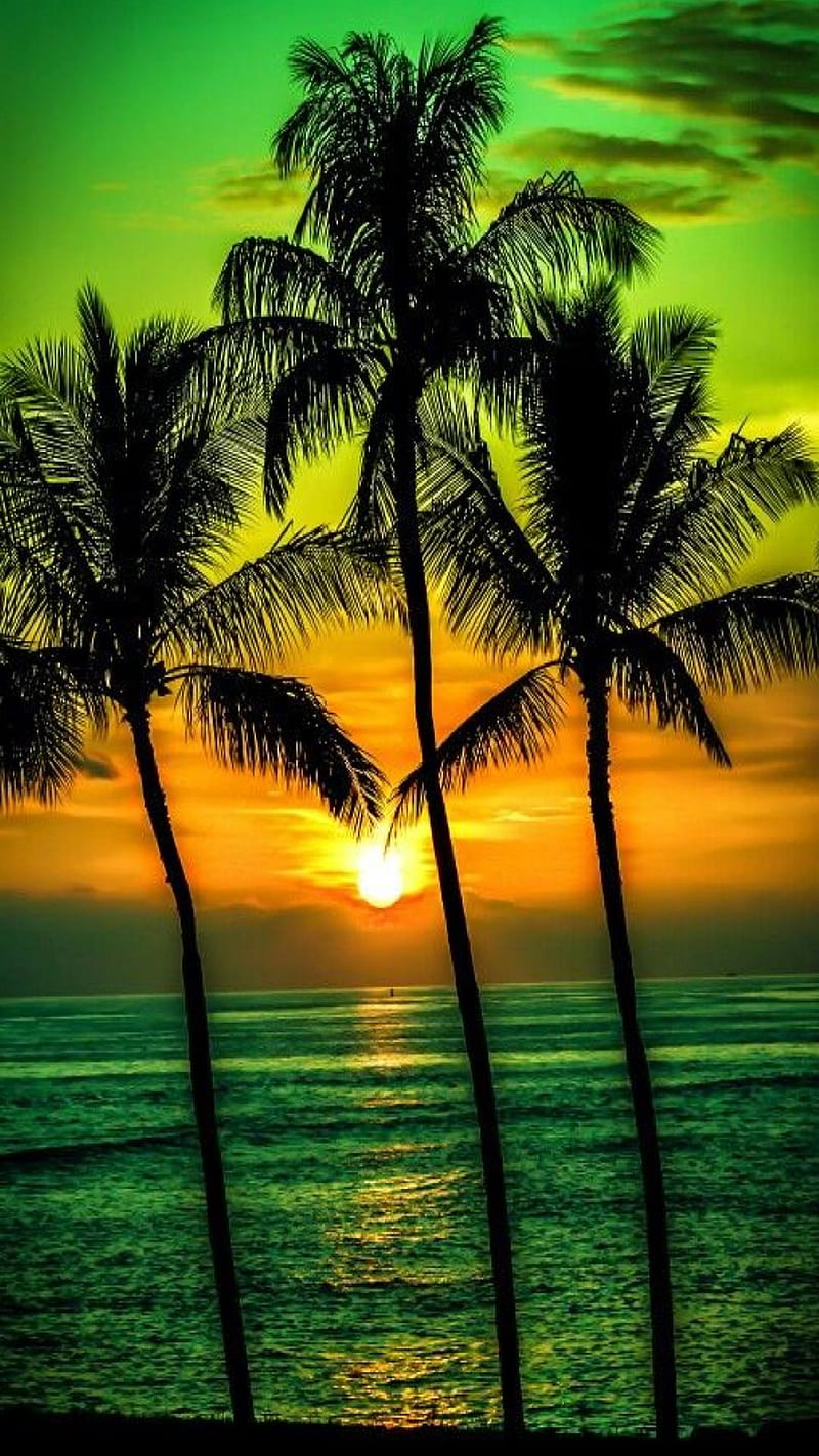 Palms sunset, vcx, HD phone wallpaper