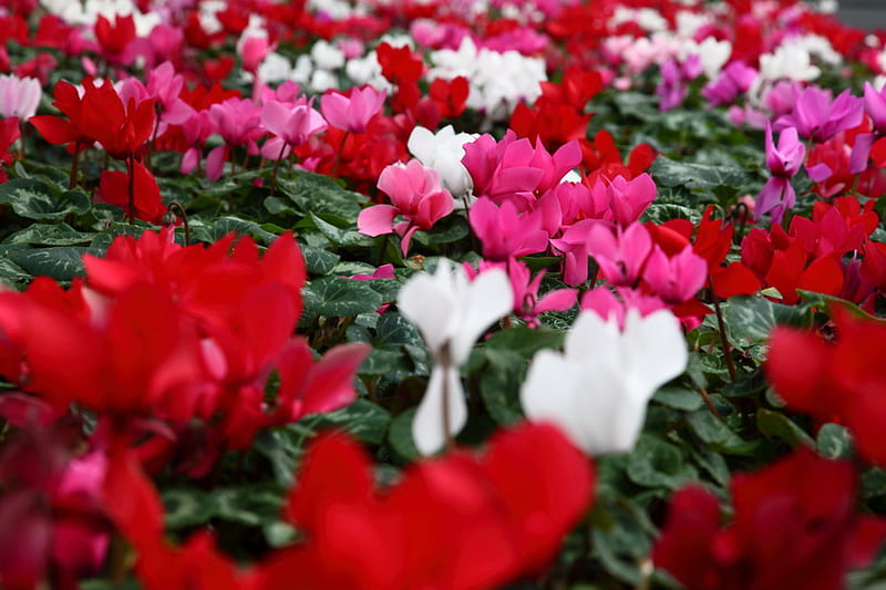 CYCLAMEN, red, flowers, white, pink, HD wallpaper