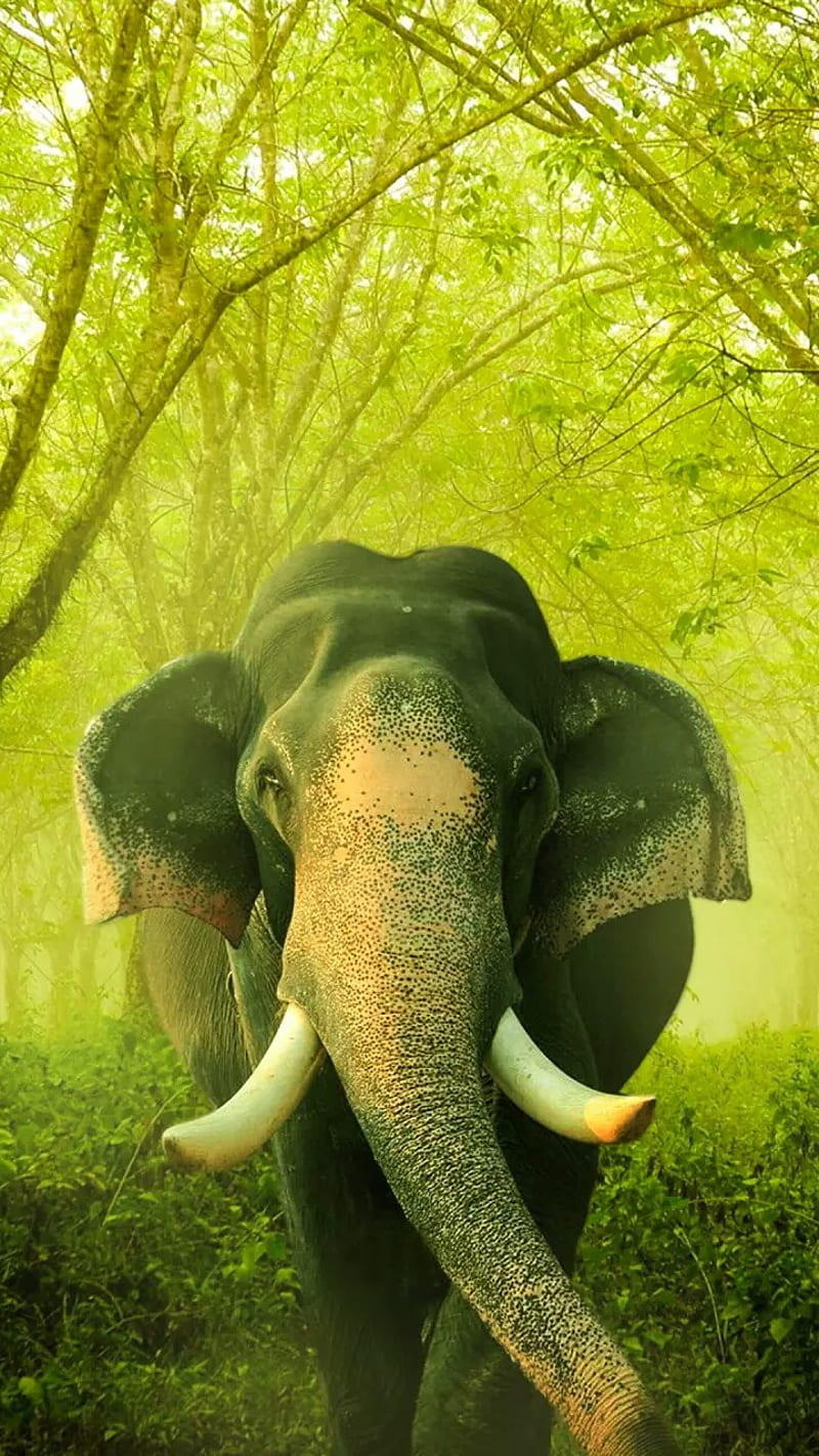 Elephant, animal, animals, art, elephants, face, HD phone wallpaper