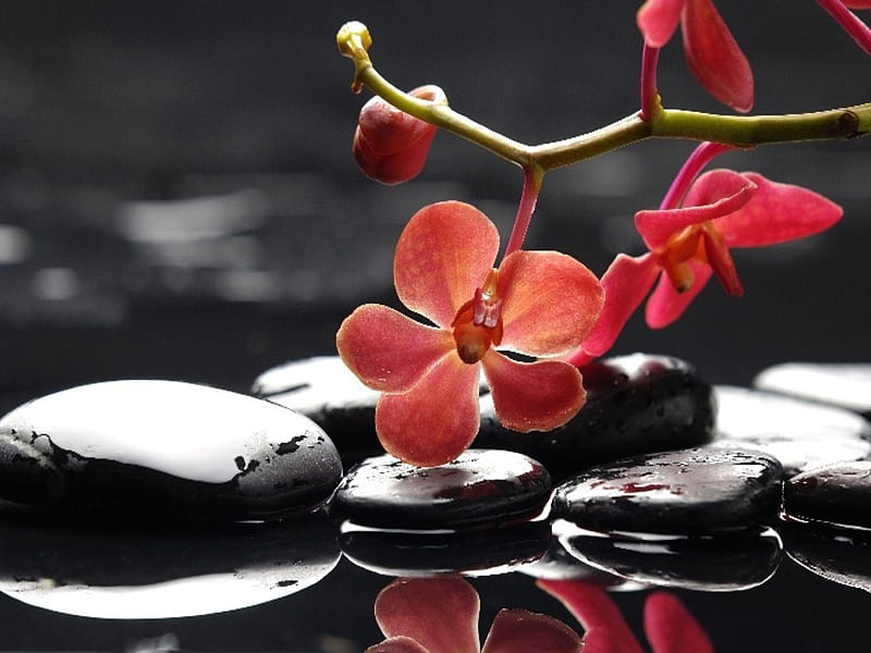 Still Life, Water, Reflection, Red orchid, Zen Stones, HD wallpaper