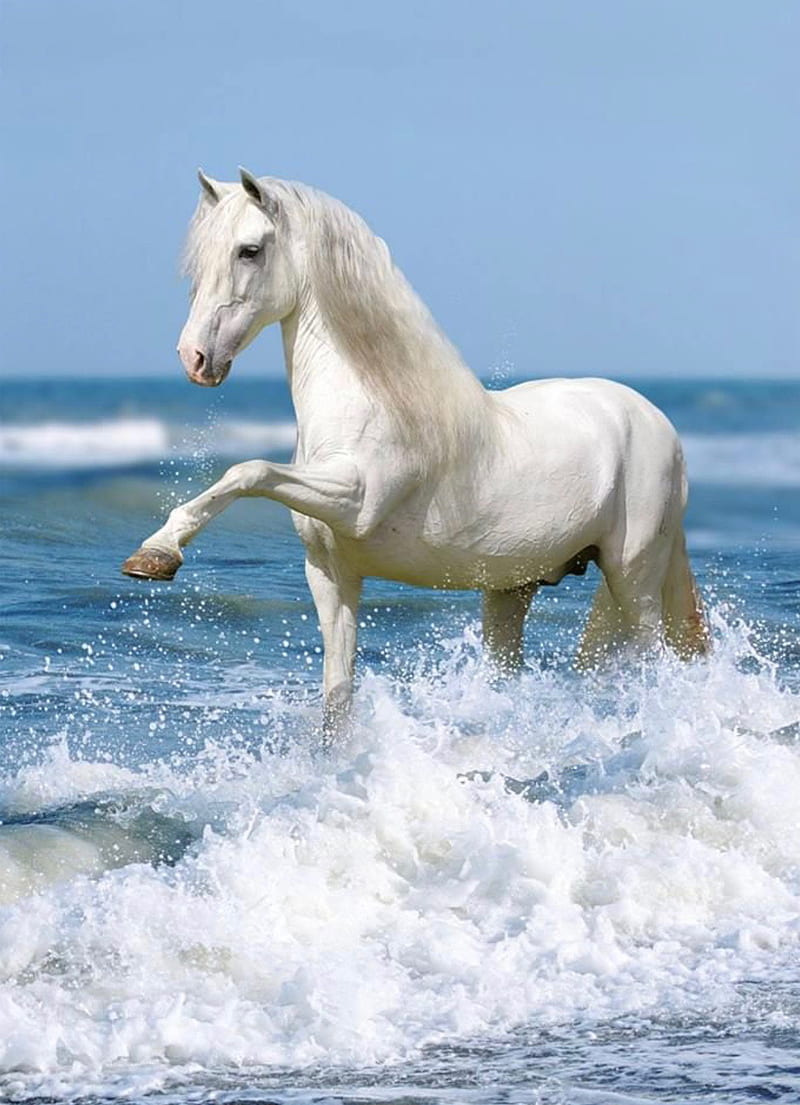 White horse, sea, HD phone wallpaper
