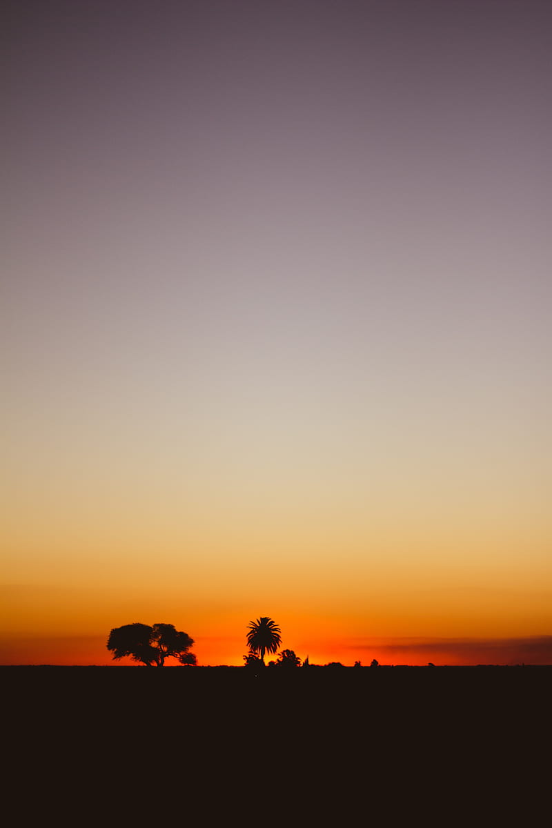 sunset, twilight, dark, trees, horizon, HD phone wallpaper