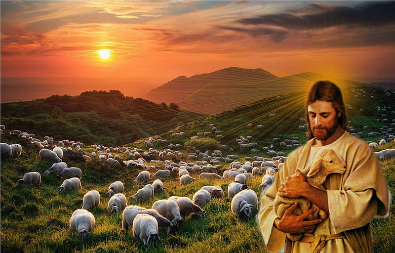 Jesus Christ is my shepherd, christ, sheep, gospel, love, lord, shepherd, god, HD wallpaper