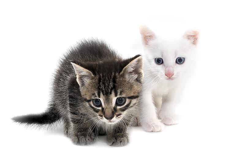 Kittens, Couple, Cute, Gris, Kitten, Cat, White, Pisici, Hd Wallpaper 