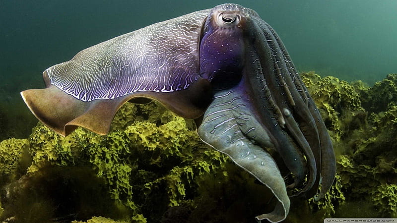 Cuttlefish Images and Videos – Scuba Journalism & images