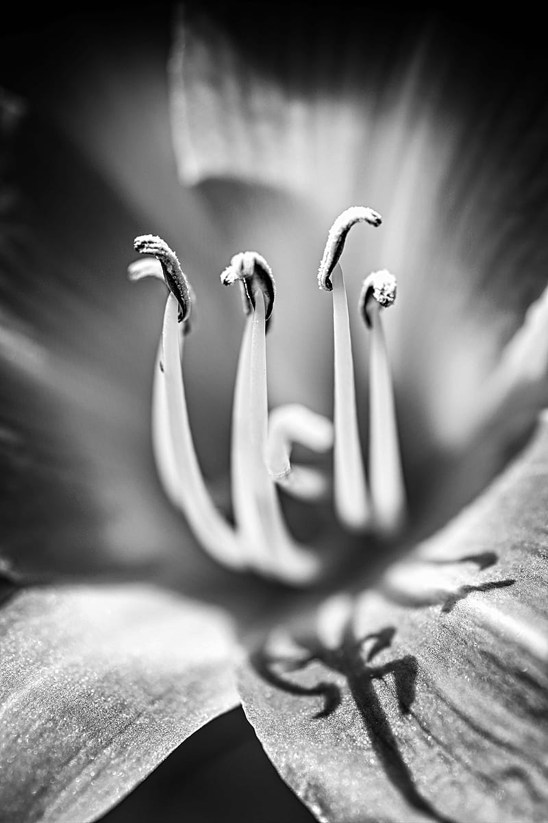 lily, flower, macro, bw, HD phone wallpaper