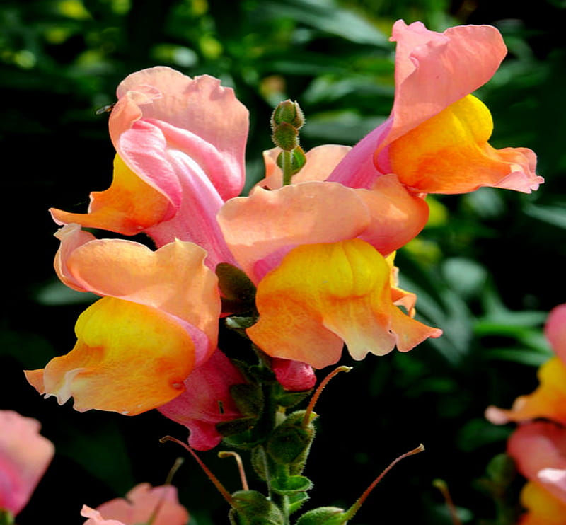 Pink and Yellow Baby Snapdragon Flowers, Baby, Yellow, Pink, Snapdragon, Flowers, HD wallpaper