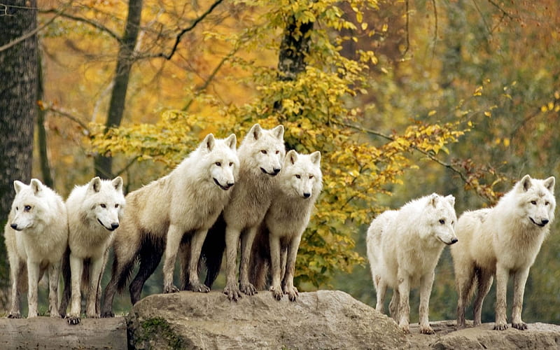 Wolves in the woods, wildlife, tundra, wolf, animal, HD wallpaper