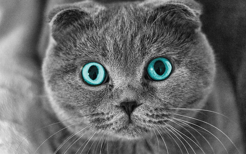Scottish Fold, blue eyes, muzzle, pets, cats, cute animals, domestic cat, Scottish Fold Cat, HD wallpaper