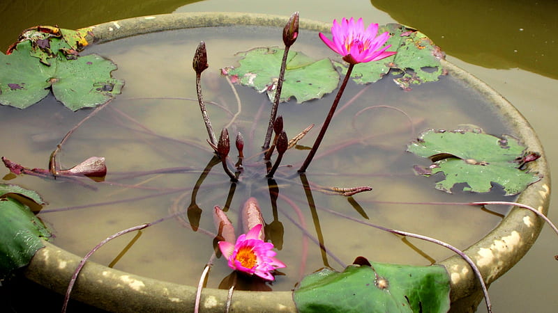 Lotus, pond, lotus leaves, buds, HD wallpaper