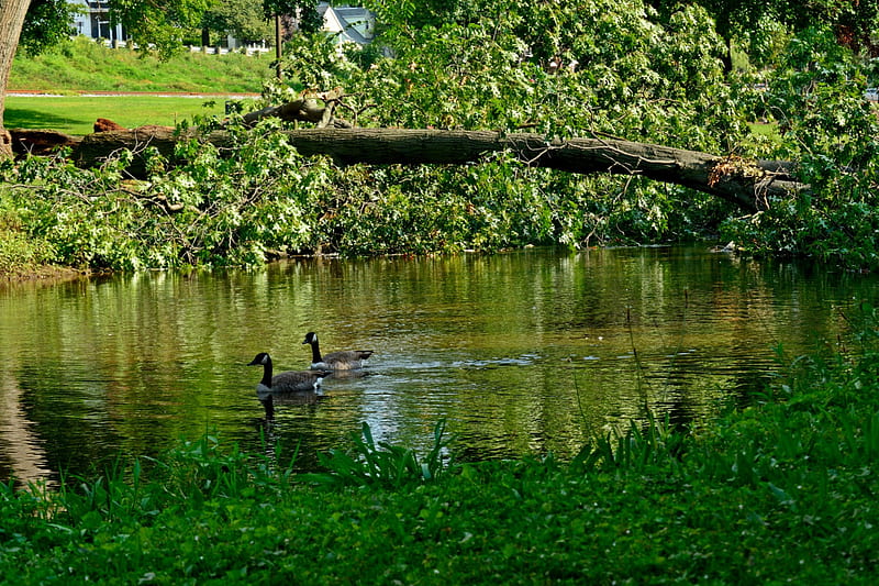 After The Storm, pond, tree, downed tree, thunderstorm, ducks, park, storm, HD wallpaper
