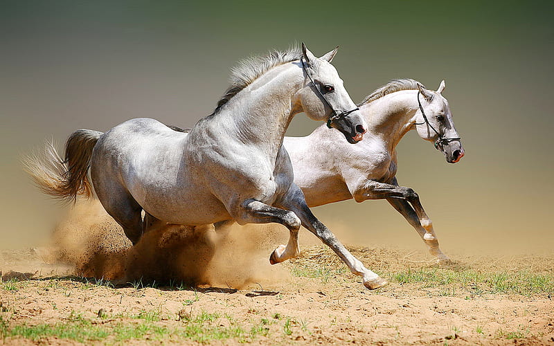 HIGH SPEED RUNNERS, sand, duo, running, white, white horses, field, HD wallpaper