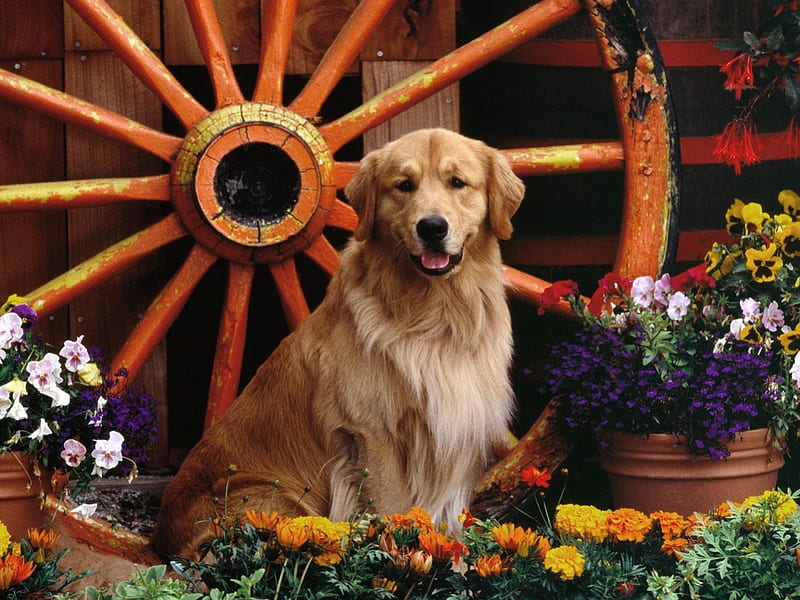 FEELING GOLDEN, autumn, golden, adorable, spring, wagon wheel, puppies, retrivers, flower, flowers, garden, dogs, puppy, gorgeous, HD wallpaper