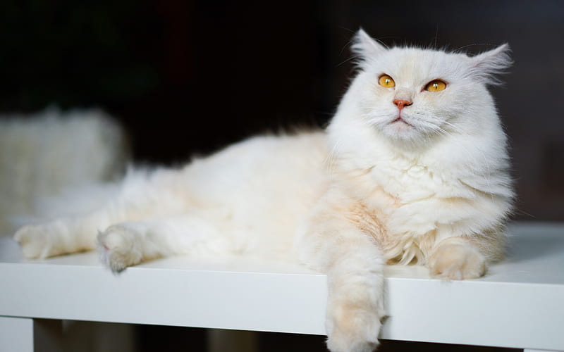 white fluffy cat, british shorthair cats, pets, cute animals, cats, HD wallpaper