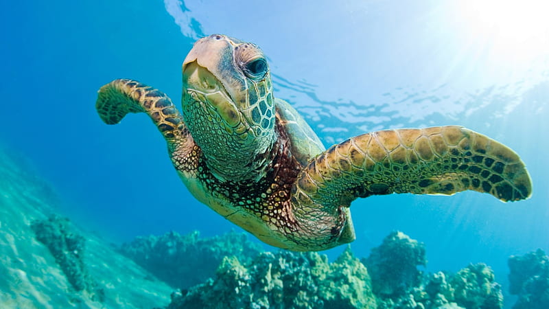 Green Sea Turtle, HD wallpaper