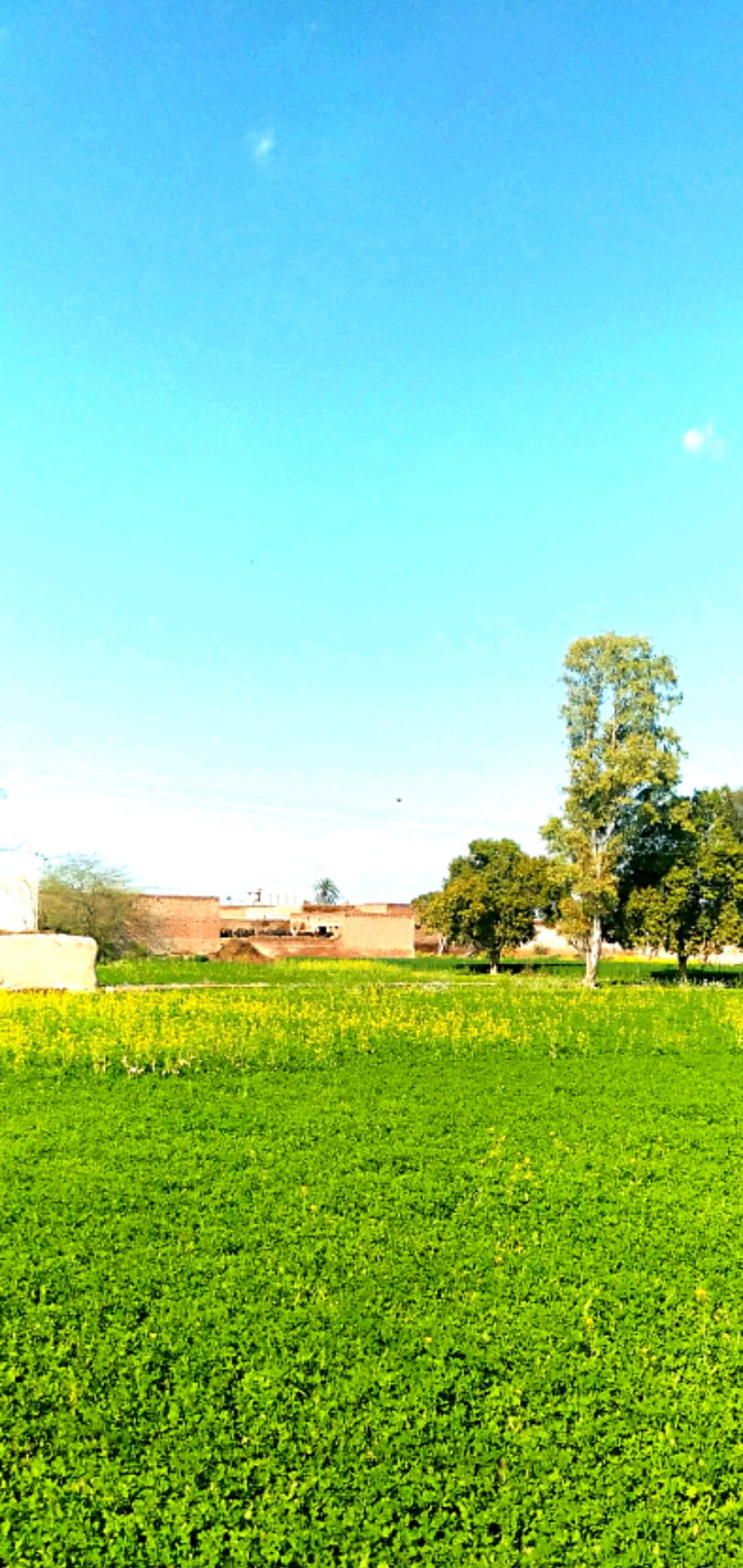Village nature, field, trees, HD phone wallpaper | Peakpx