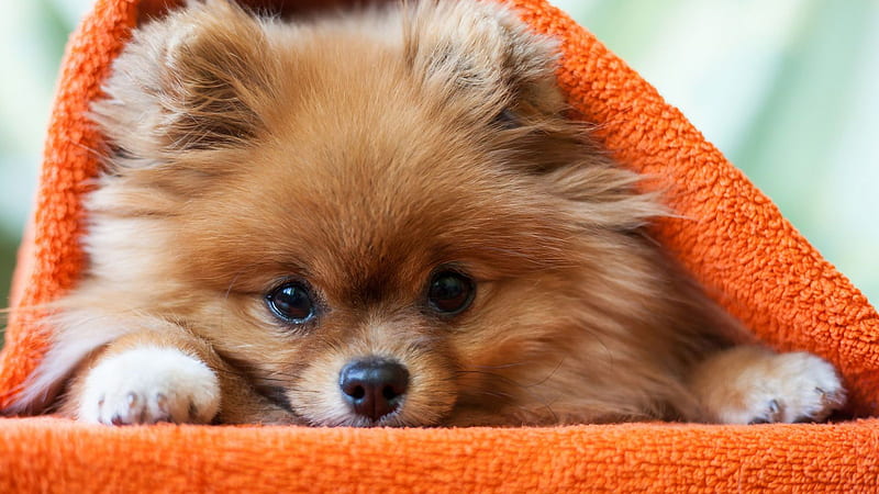 Brown Pomeranian Dog Puppy Under Orange Cloth Dog, HD wallpaper