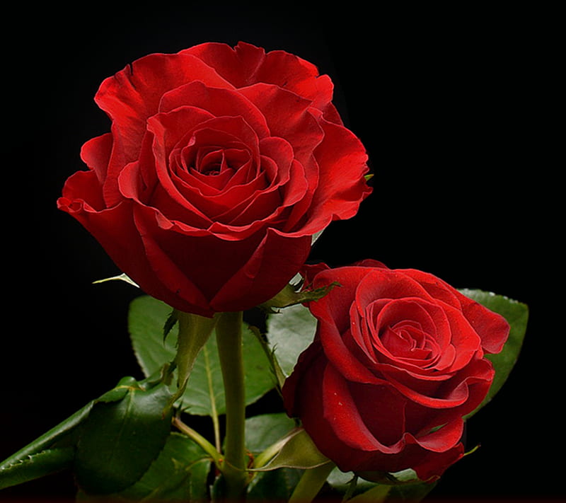 Red Rose, HD wallpaper