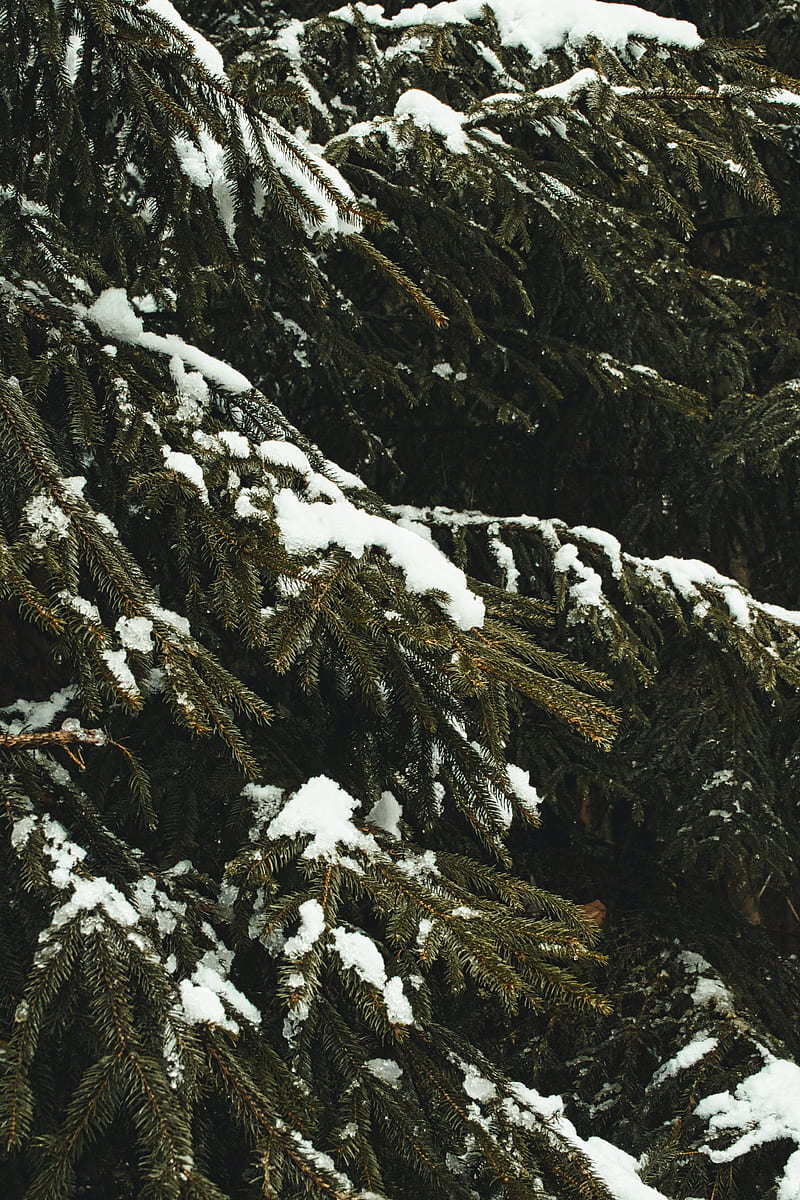 spruce, branches, snow, trees, winter, HD phone wallpaper