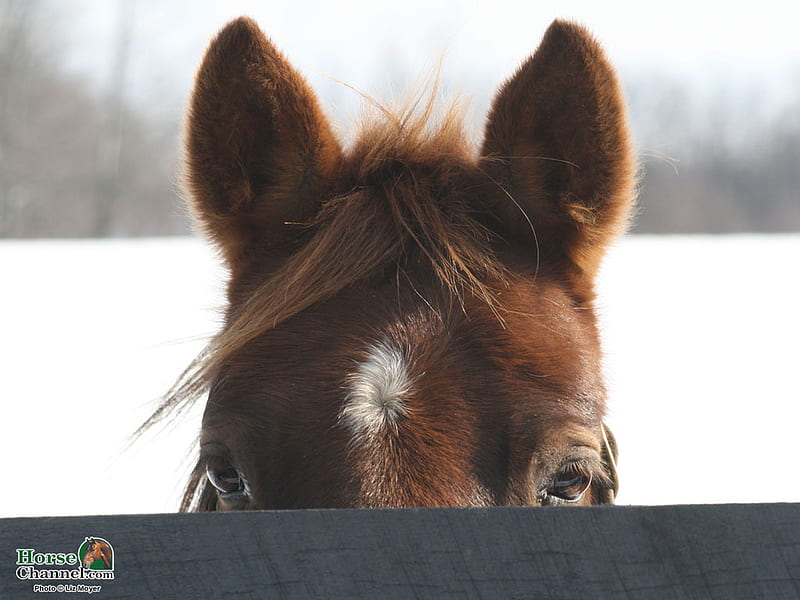 Peeking Out, snow, foal, animals, horses, winter, HD wallpaper