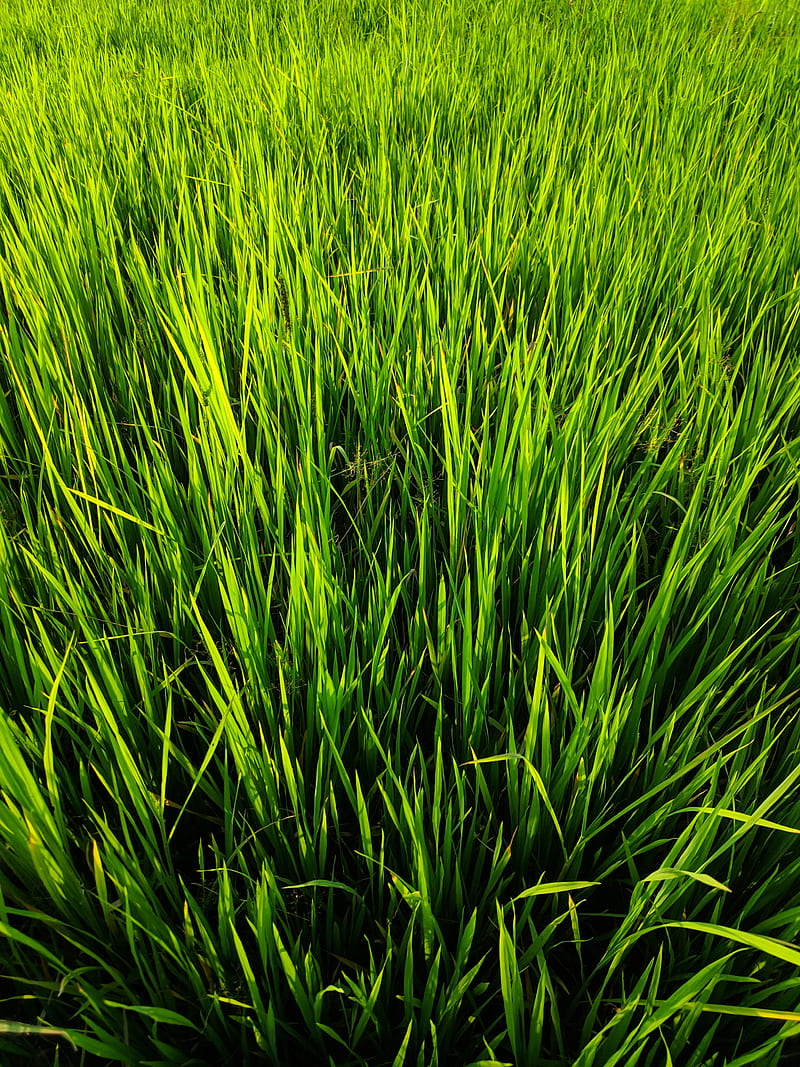 Paddy field , kerala, farm, evening, green, HD phone wallpaper