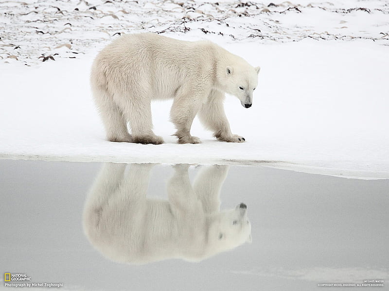 A polar bear-national geographic, HD wallpaper